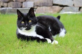 Fat black and white cat rest on the grass