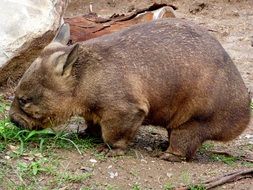 Australian Wombat animal