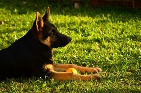 domestic German Shepherd