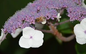 bees on purple and white flowers