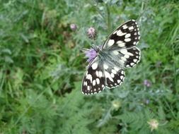 butterfly sitting on a thistle flower