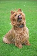 Australian Terrier on a grass