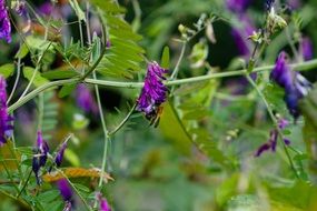Purple flower grows in the forest