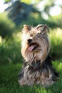 Yorkshire terrier outdoor, Dog Portrait