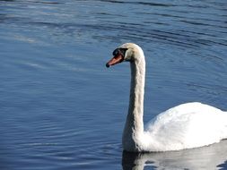 swan on the calm lake