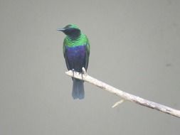 bright emerald starling closeup