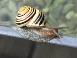 snail with a sink in the garden