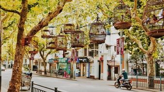 street with bird cages