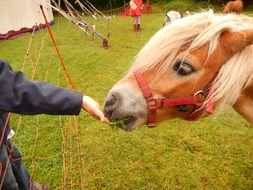 photo of person Feeds red Horse with Grass