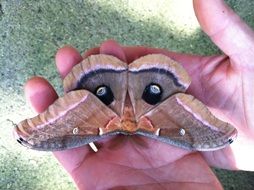 Moth Insect with colorful Wings close-up