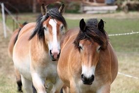 Cold Blooded Horses