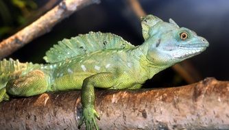 green iguana on a big branch