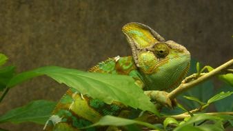 yemen green chameleon on a green branch on a blurred background