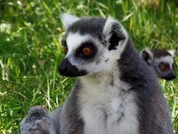 lemur sitting on the grass in the park