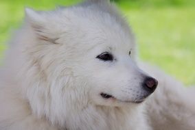 Laika, White furry Dog