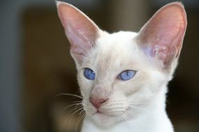 white siamese cat with blue eyes and big ears