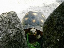 wild tortoise with shell and stones