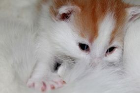 tiny furry kitten