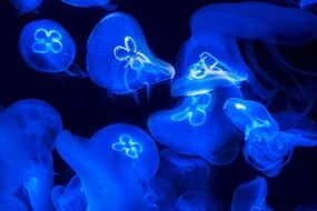 Sea neon Jellyfish
