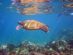 turtle in the underwater world of hawaii