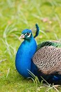 turquoise peafowl