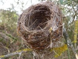 bird nest on a tree