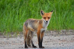 foraging wild red fox