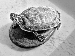 turtle on stone in black and white background