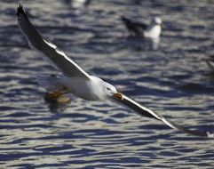 seagull flies low over the water