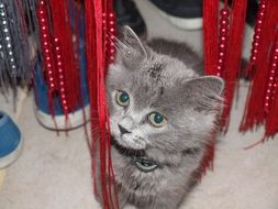 Cute grey kitten near the shoes