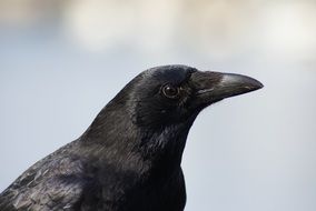 portrait of a black raven