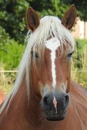 horse head with white mane