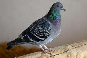 Beautiful and colorful dove bird