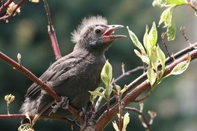 Black robin bird