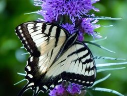 black and white butterfly in spring close-up on blurred background