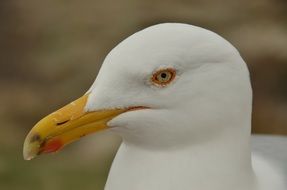 head of white Seagull with yellow Eye and Beak