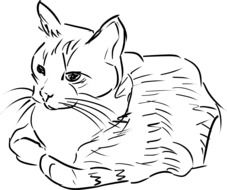 drawn housecat