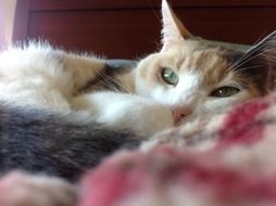 portrait of rest of a domestic cat