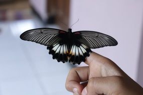 Black and white butterfly