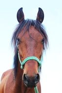 Field Horse