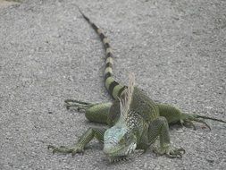 iguana crawling on the ground