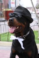 sitting black dog in hat and sunglasses outdoor