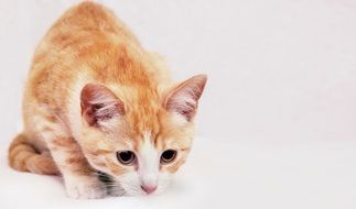 red Cat in White Background portrait