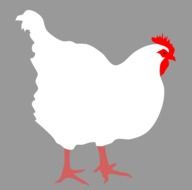 Drawing of the white chicken clipart