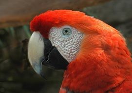 Portrait of the beautiful red macaw