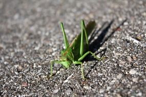 Green Grasshopper on a asphalt