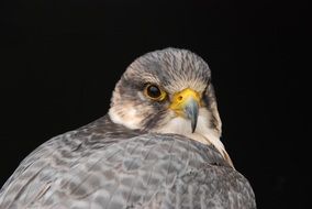 bird of prey on a black background