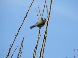 spring Bird On The Branch