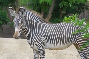 young zebra closeup