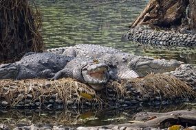 Crocodile Marsh